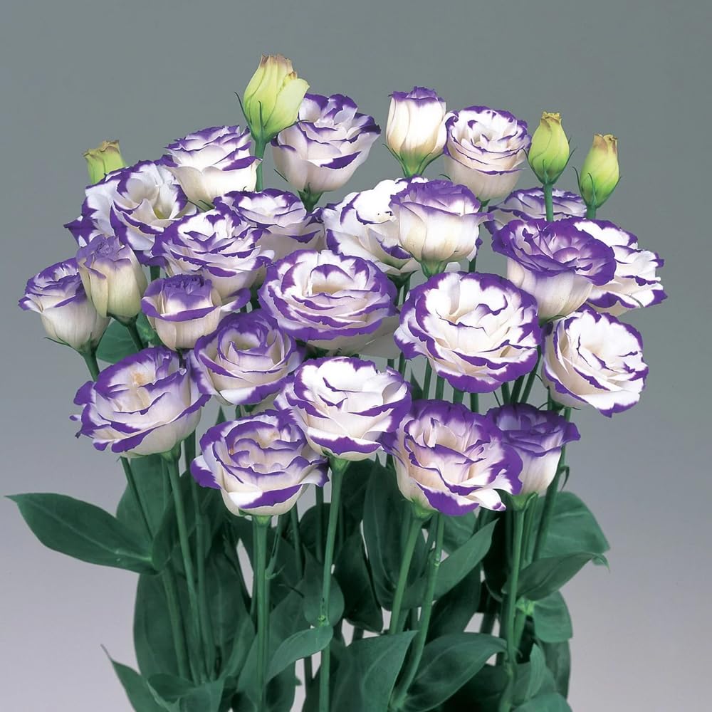 Mixrug lisianthus germination process showing indoor start