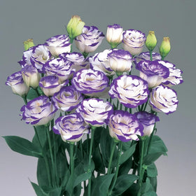 Mixrug lisianthus germination process showing indoor start