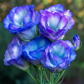 Mixrug lisianthus sow indoors for late-winter garden prep