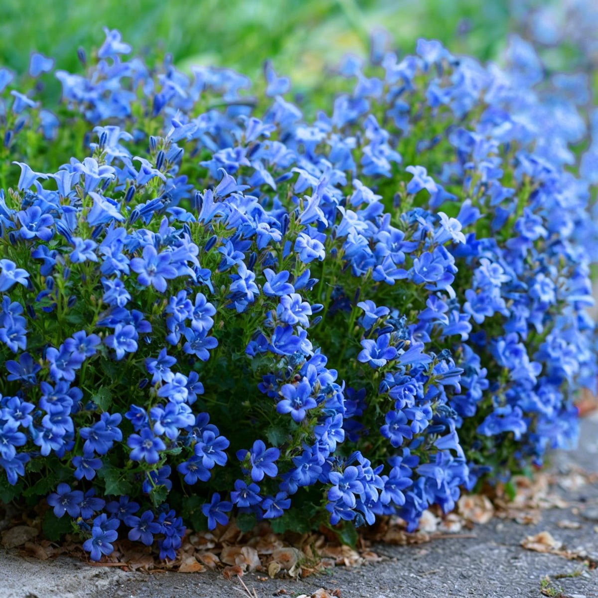 Mixrug lobelia blooms attract butterflies and bees in gardens