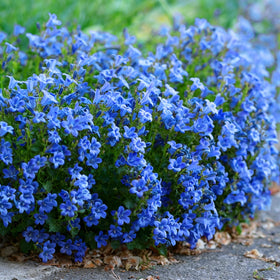 Mixrug lobelia blooms attract butterflies and bees in gardens
