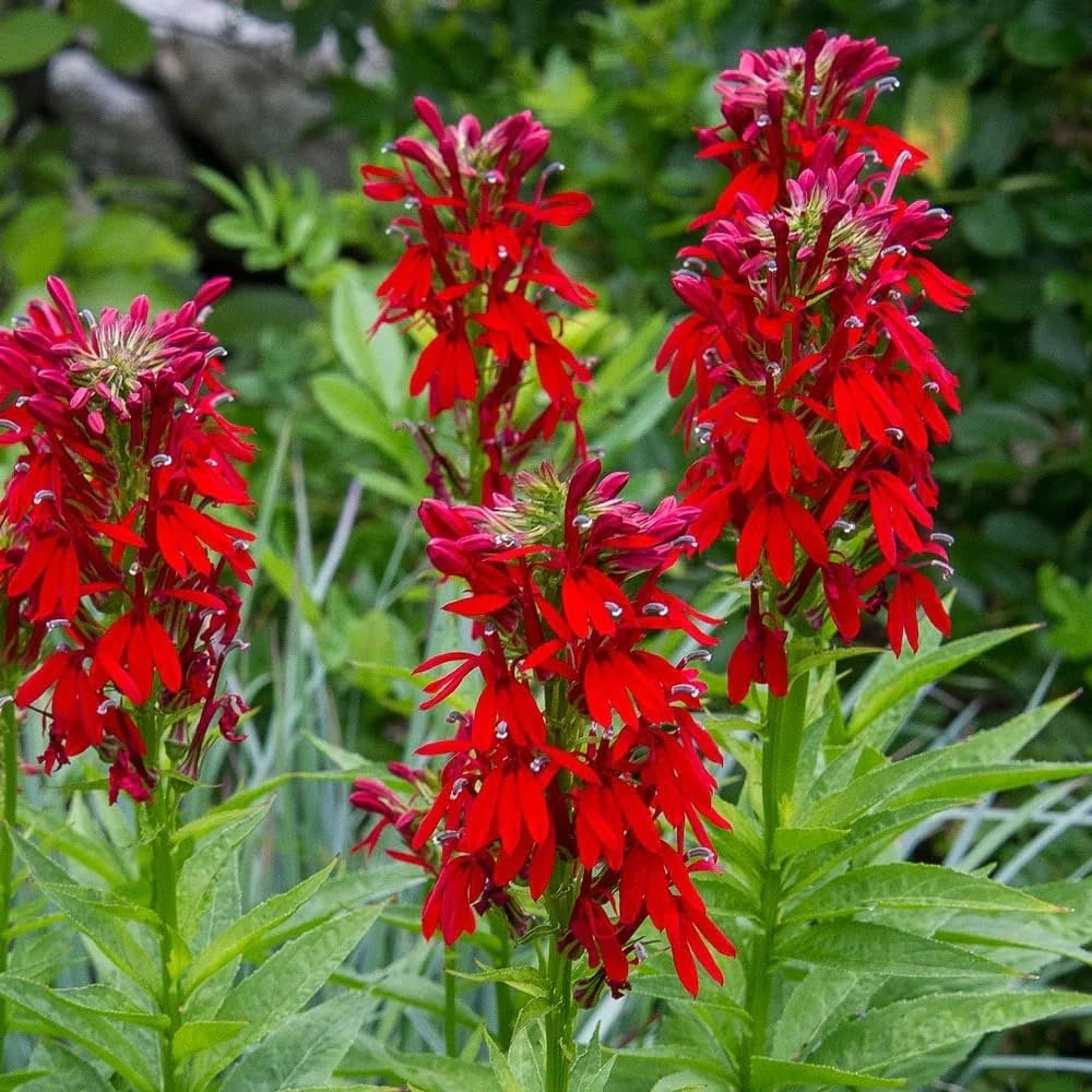 Mixrug lobelia cardinalis near water enhances color along pond edges.