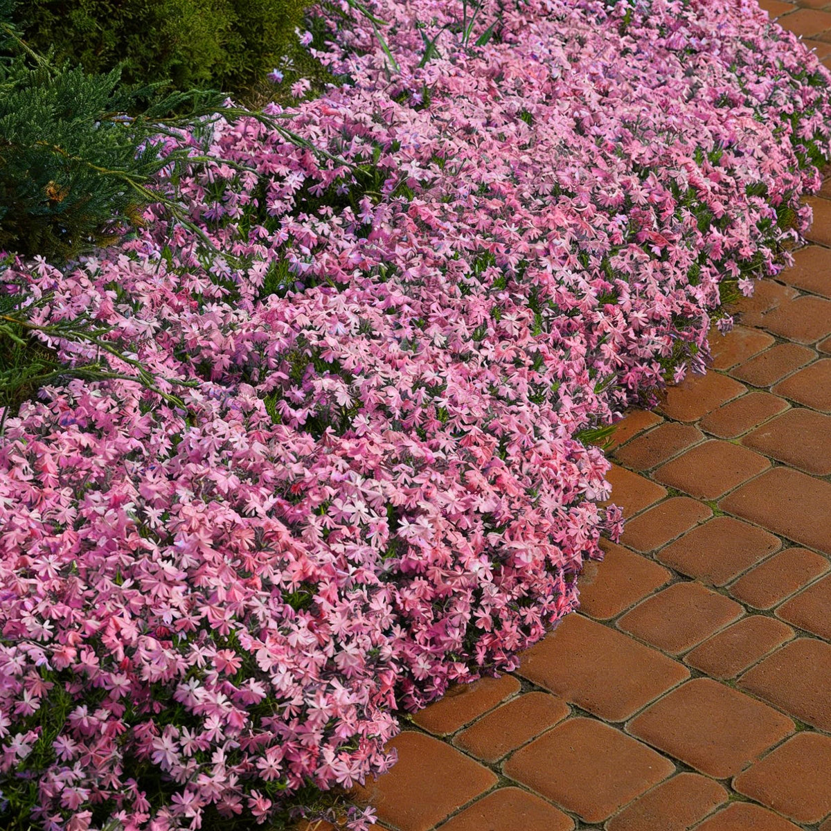 Mixrug lobelia container display adds eye-catching color to patios
