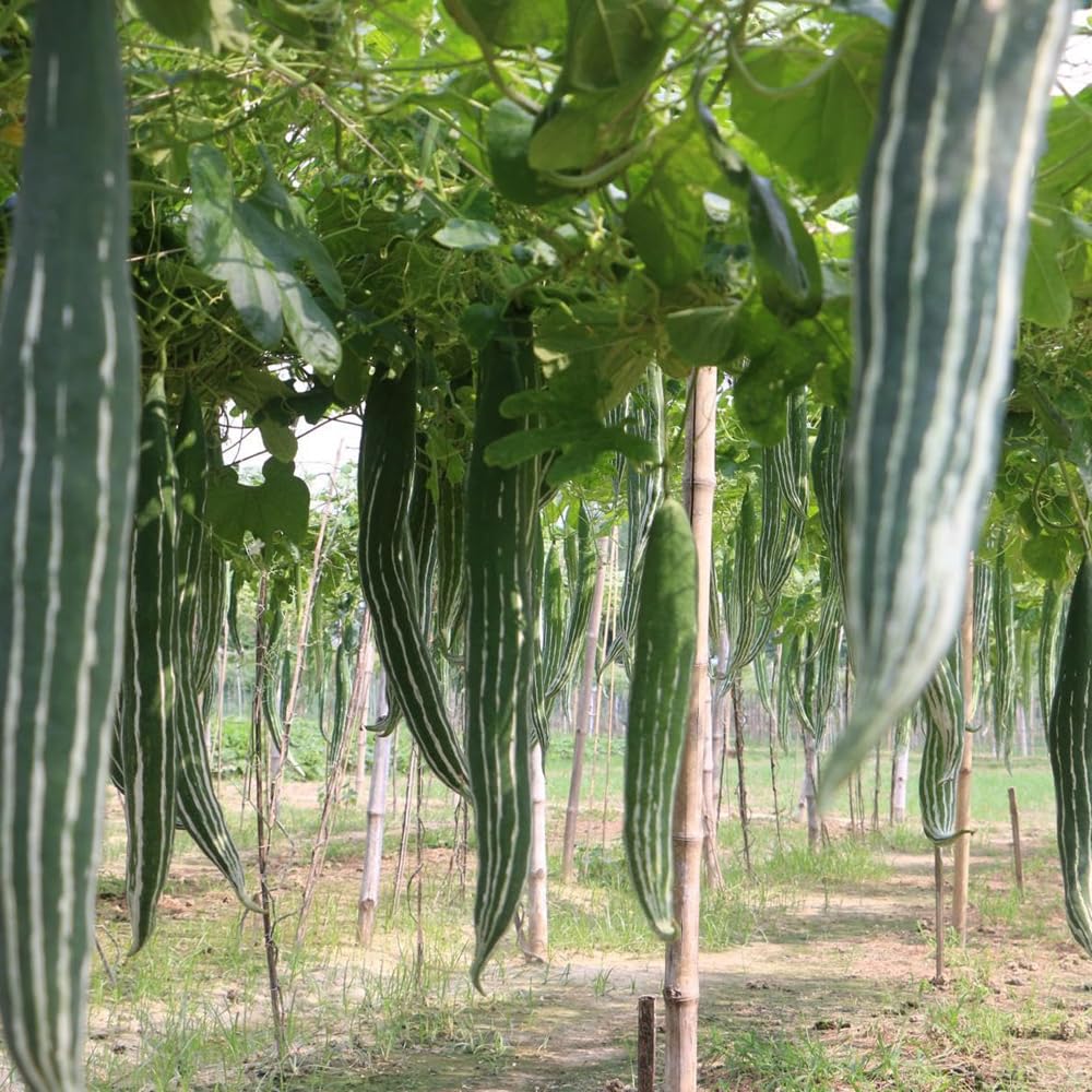 Mixrug long fruit closeup long snake gourd highlighting elongated fruits.