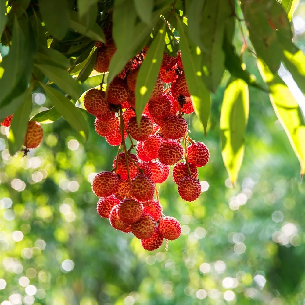 Mixrug lychee tree flowering with fragrant blossoms