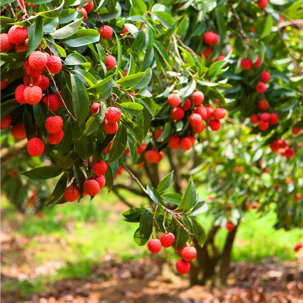 Mixrug lychee fruit ready for harvest in garden