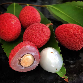 Mixrug lychee seedling in pot thriving