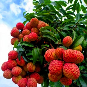 Mixrug lychee seeds close-up ready for sowing