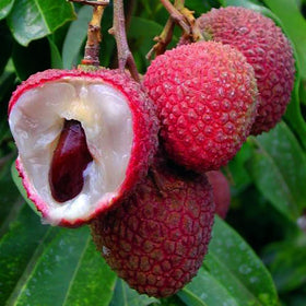 Mixrug lychee seeds packet for home cultivation