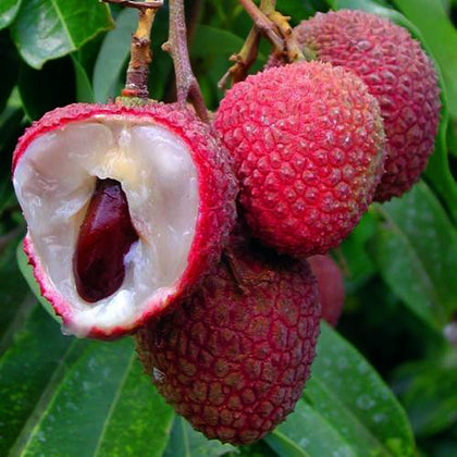 Mixrug lychee seeds packet for home cultivation