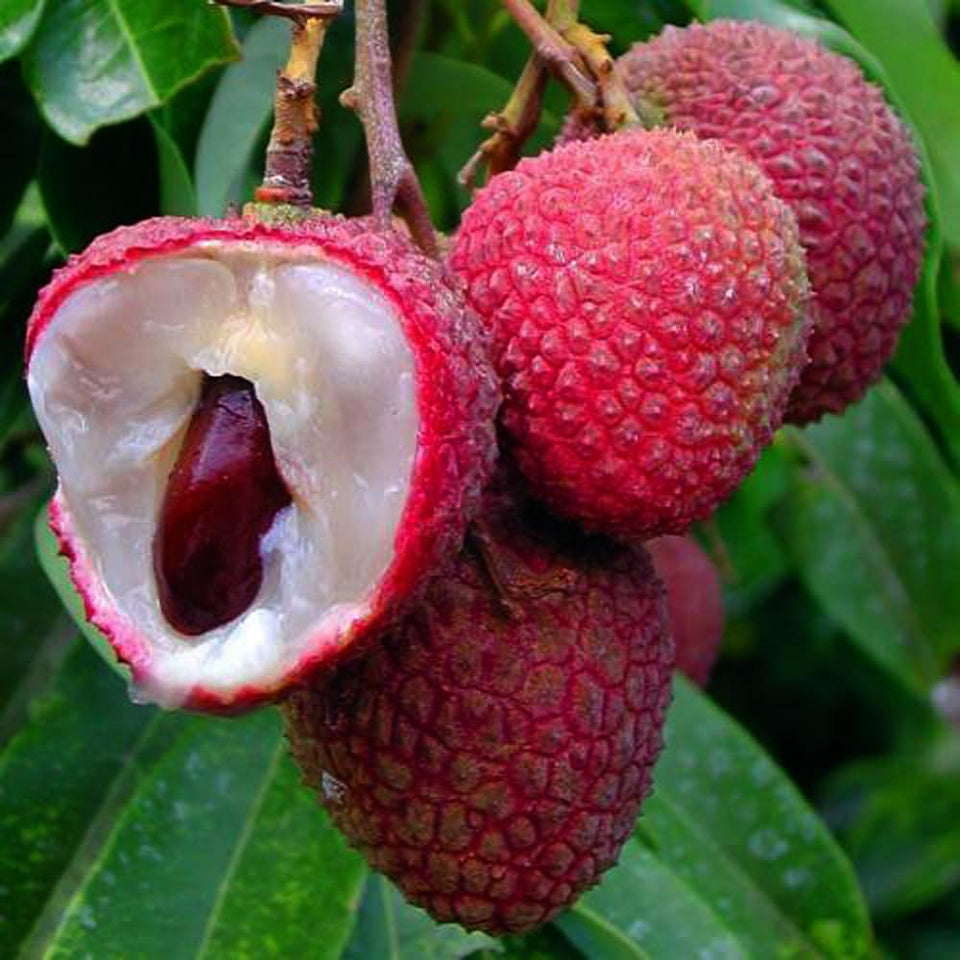 Mixrug lychee seeds packet for home cultivation