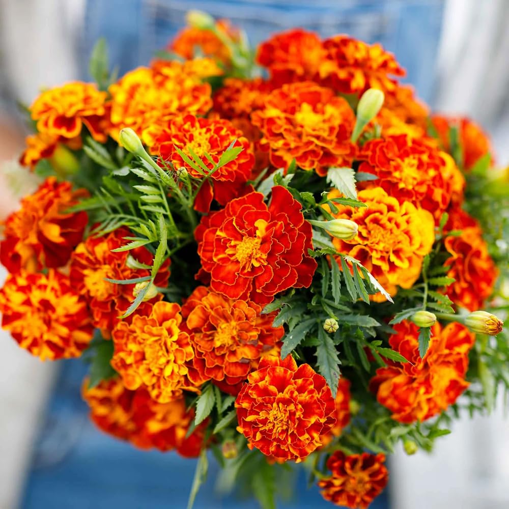 Mixrug marigolds stay compact 8-12 inches, ideal for containers and borders.