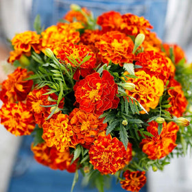 Mixrug marigolds stay compact 8-12 inches, ideal for containers and borders.