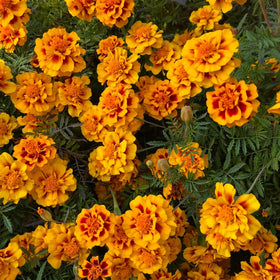 Mixrug marigold adds color to outdoor borders and containers.