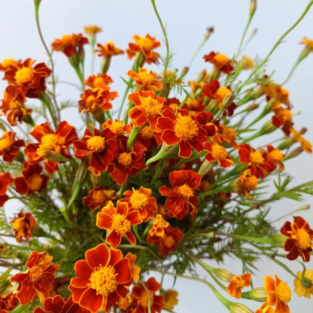 Mixrug marigold blooms provide vibrant color in 45-50 days.