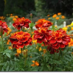 Mixrug marigold thrives in full sun, ideal for sunny borders.
