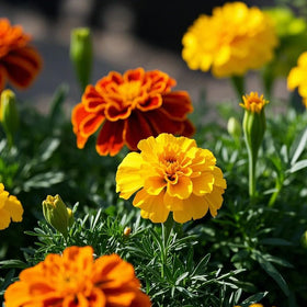 Mixrug marigold suitable for indoor windowsills with sun.