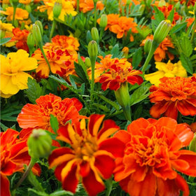 Mixrug long-blooming variety provides season-long color with minimal maintenance.