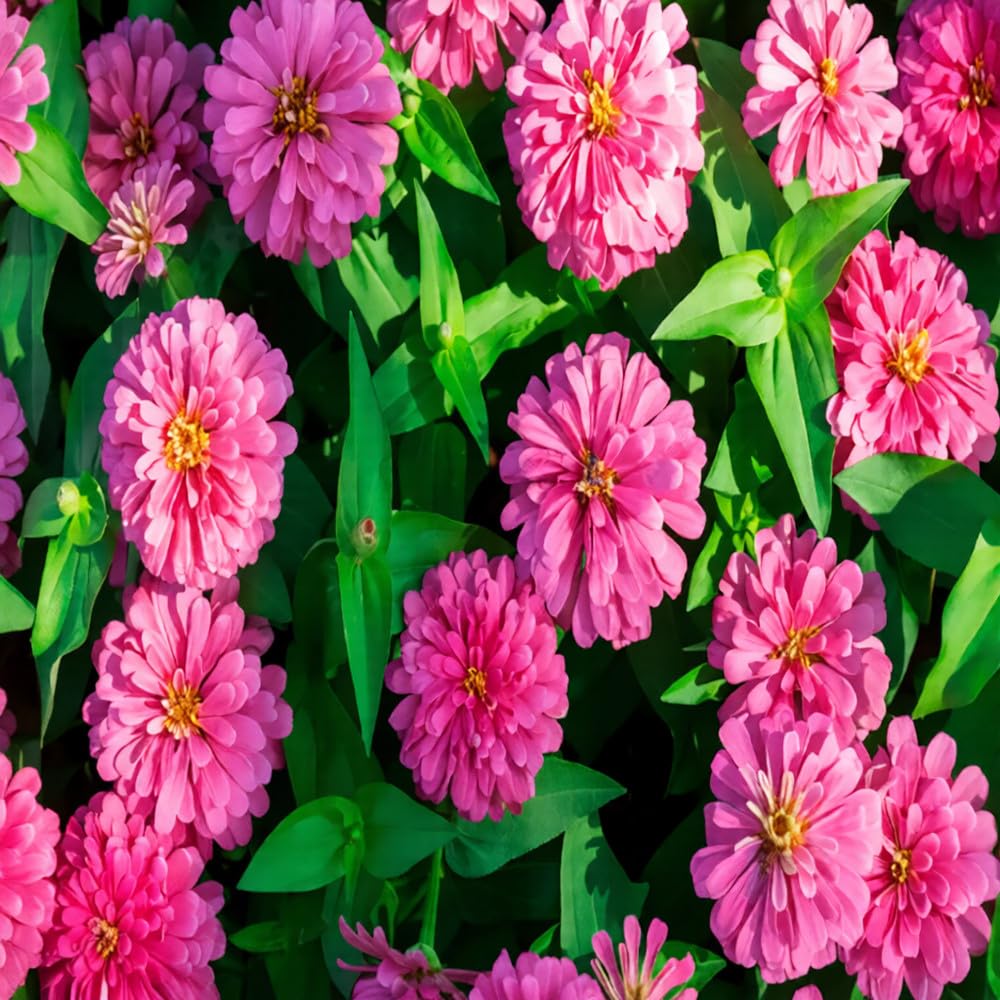 Mixrug marigolds planted outdoors bring easy, heat-tolerant color to any garden.