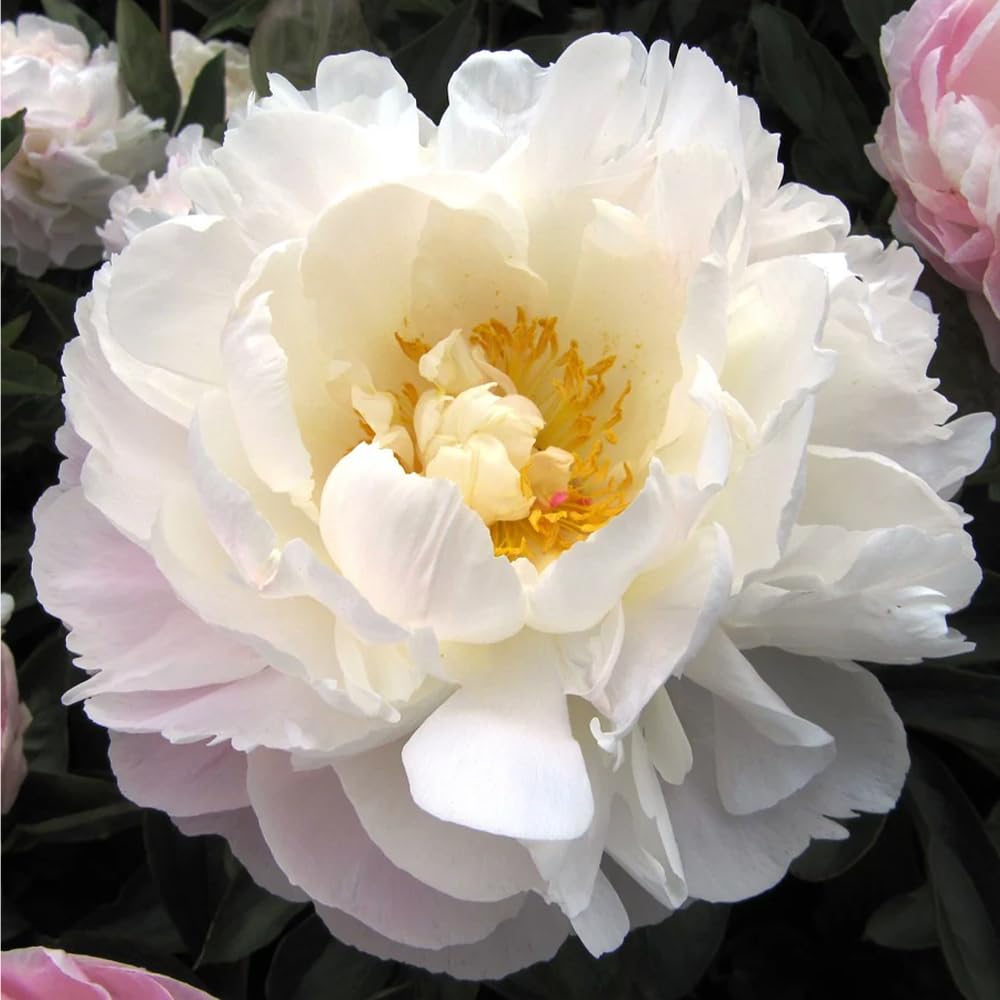 Mixrug established peony clumps deliver year-after-year blooms and lush greenery.