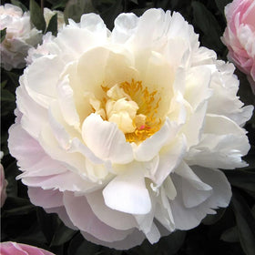 Mixrug established peony clumps deliver year-after-year blooms and lush greenery.