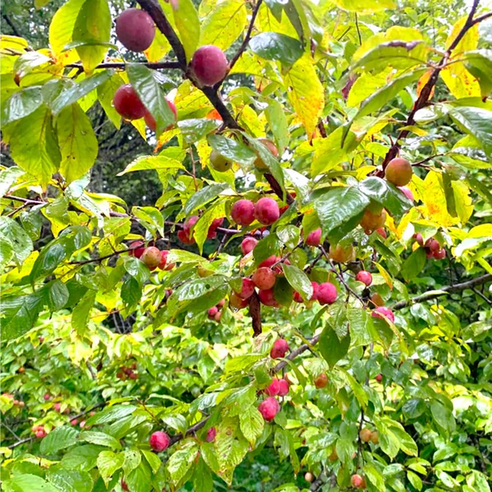 Mixrug mature plum tree growth potential in zones 3-8 for home landscapes.