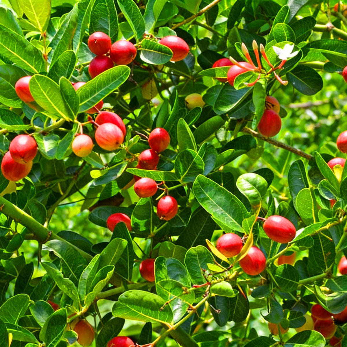 Mixrug Miracle Fruits Seeds tolerate dry, rocky soil.