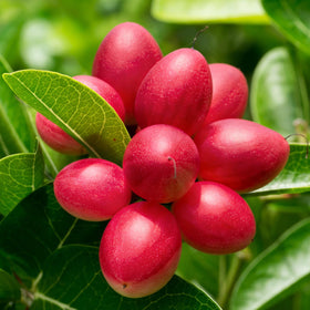 Mixrug Miracle Fruits Seeds flowering with fragrant blossoms.