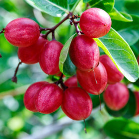 Mixrug Miracle Fruits Seeds bearing sweet, harvest-ready fruit.