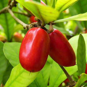 Mixrug Miracle Fruits Seeds suited for outdoor garden planting.