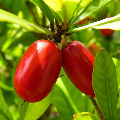 Mixrug Miracle Fruits Seeds packaging for home gardening.
