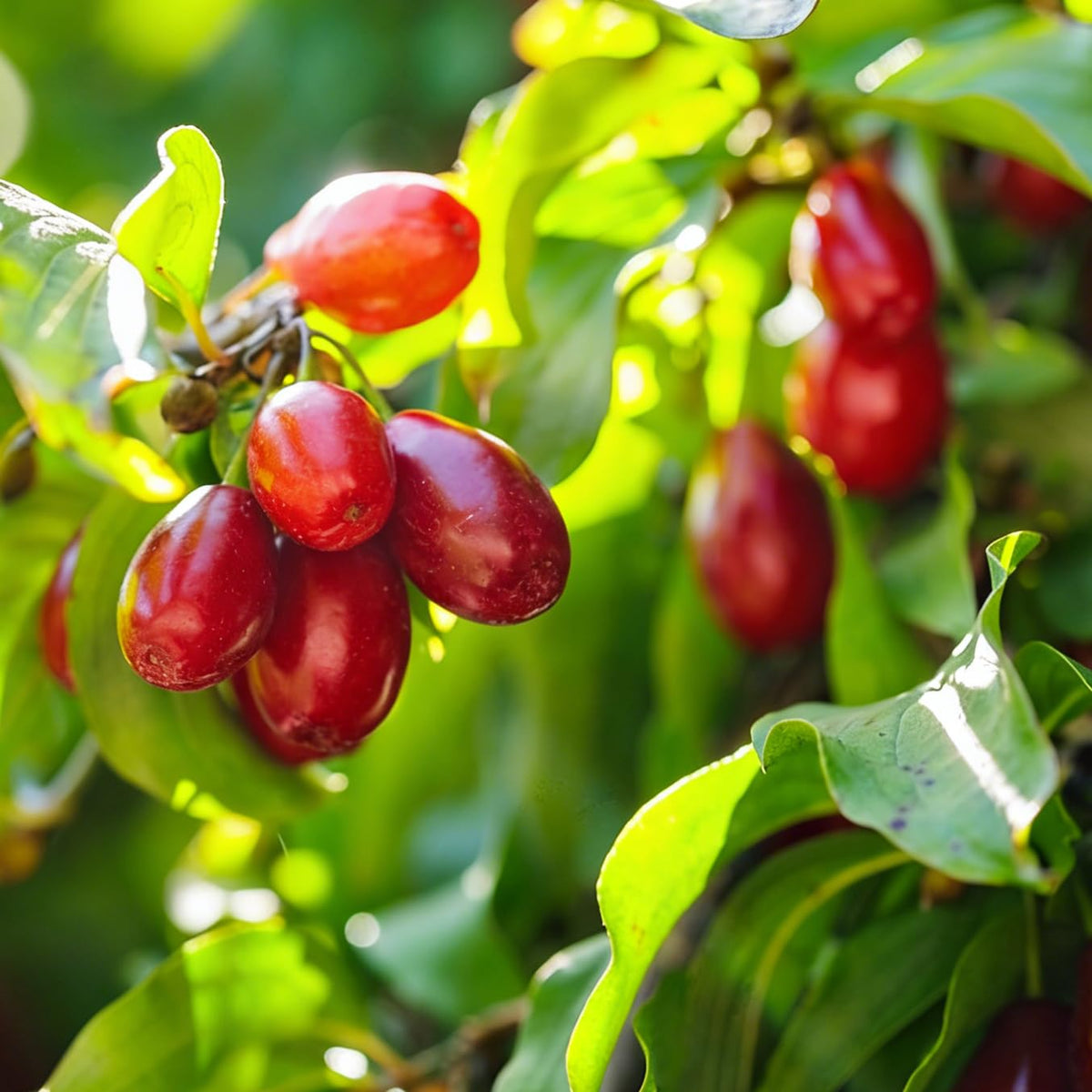 Mixrug Miracle Fruits Seeds show perennial growth in garden.