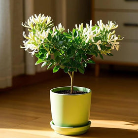 Mixrug honeysuckle blooms in close view with symmetrical petals