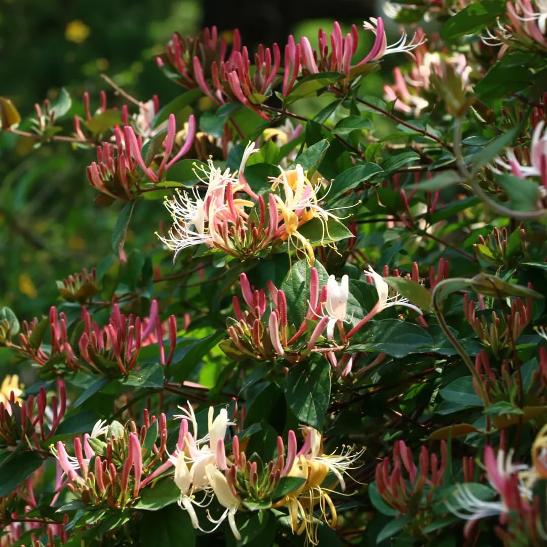 Mixrug honeysuckle vine climbing a trellis with sweet fragrance