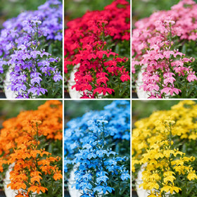 Mixrug mix climbing lobelia seeds ready to grow into vibrant climbers