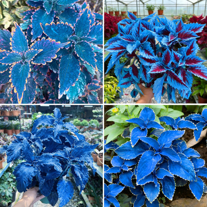 Mixrug Mix Dwarf Coleus seeds bloom in vibrant colors for year‑round garden color.