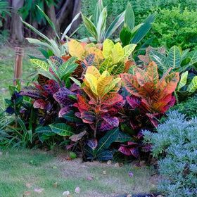 Mixrug Mix Dwarf Coleus seeds suit containers for small‑space landscaping.