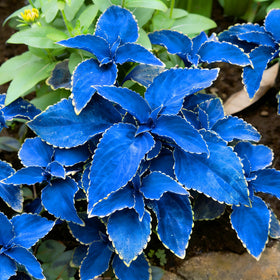 Mixrug Mix Dwarf Coleus seeds produce fragrant blooms suitable for dried arrangements.
