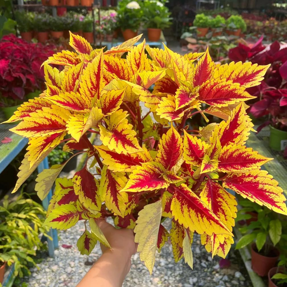 Mixrug Mix Dwarf Coleus seeds reach maturity in 85–95 days for quick color.