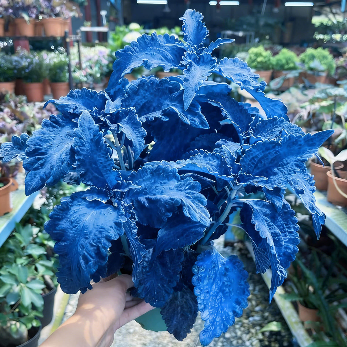 Mixrug Mix Dwarf Coleus seeds offer heirloom charm for traditional garden beds.