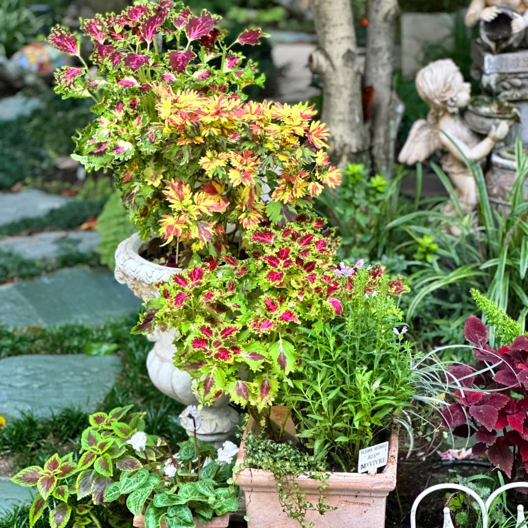 Mixrug Mix Dwarf Coleus seeds attract butterflies and bees to your garden.