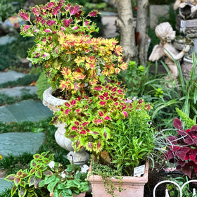 Mixrug Mix Dwarf Coleus seeds attract butterflies and bees to your garden.
