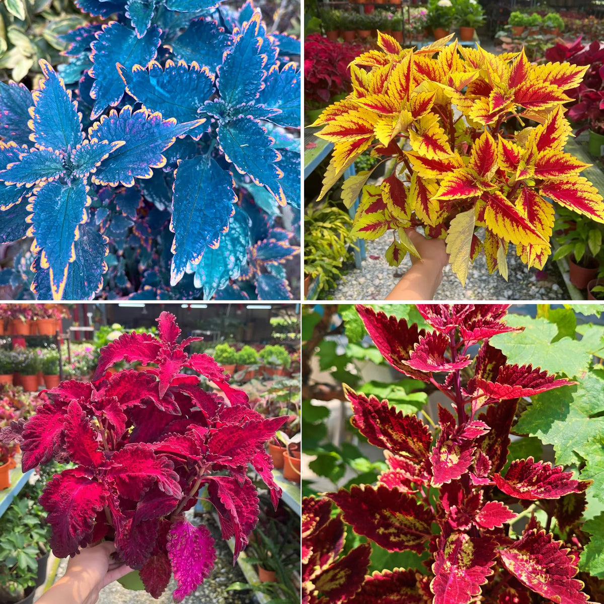 Mixrug Mix Dwarf Coleus seeds thrive in shaded spots, adding color to indoor or outdoor areas.