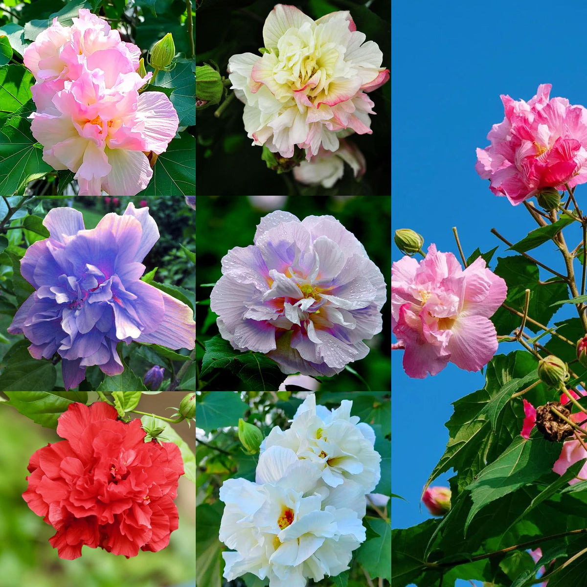 Mixrug hibiscus seeds packet ready for vibrant home garden planting