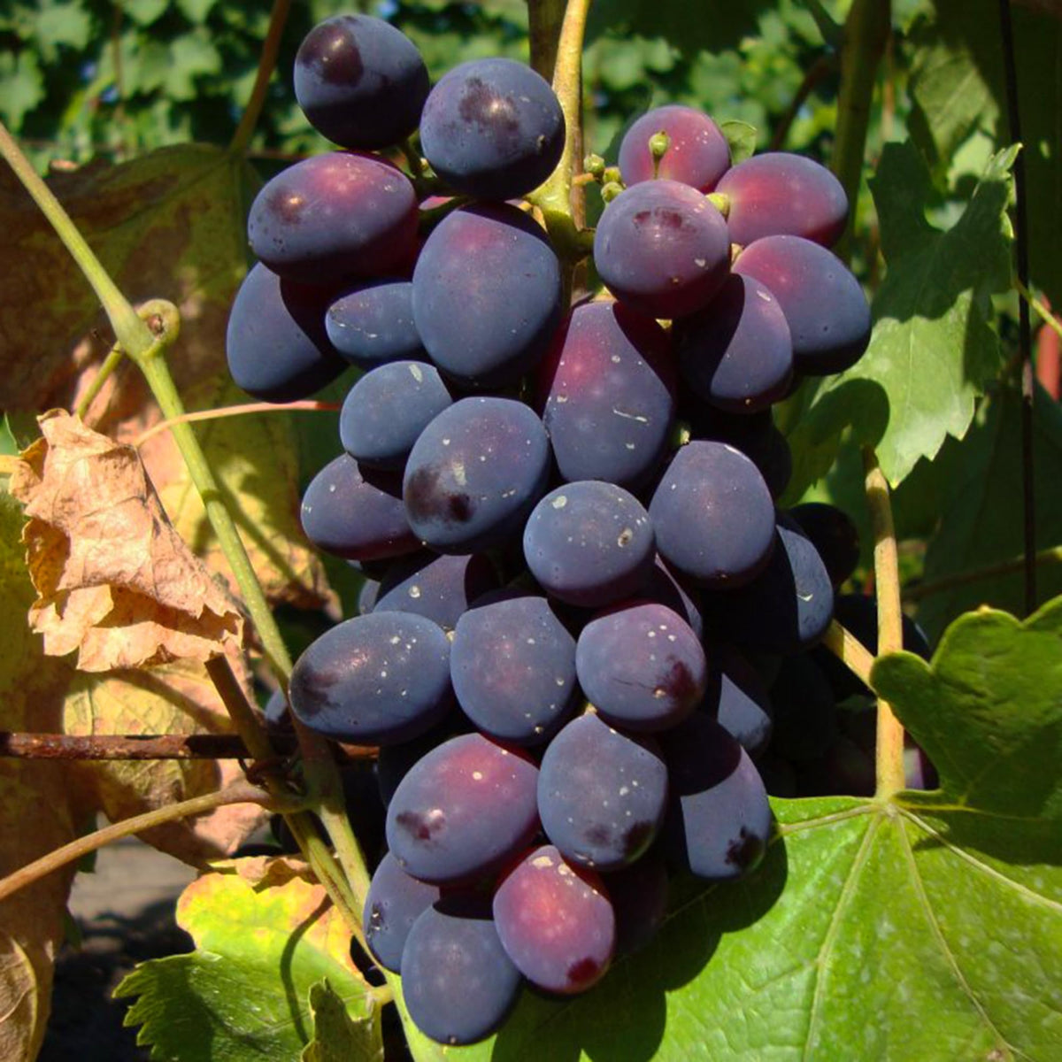 Garden harvest featuring Mixrug organic grape vines ready for tasting.