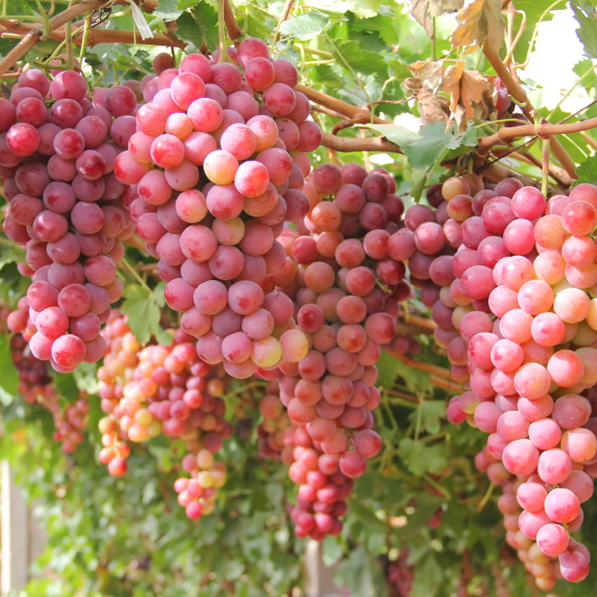 Mixrug grape seeds in hand, ideal for starting a perennial garden.