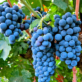 Planting Mixrug grape seeds in soil for a sustainable backyard vineyard.