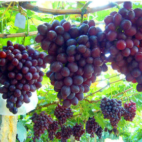 Seedlings emerging from Mixrug grape seeds indicating future vines.