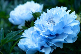Mixrug Peony Seeds garden border display with lush blooms
