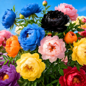 Mixrug Mix Peony Seeds packaging close-up showing heritage seeds